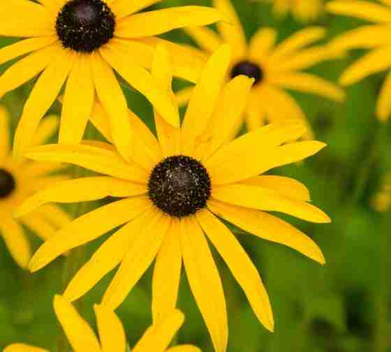 Black-Eyed Susans (Rudbeckia hirta)