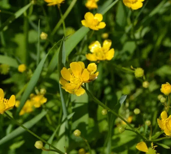 Buttercup (Ranunculus)
