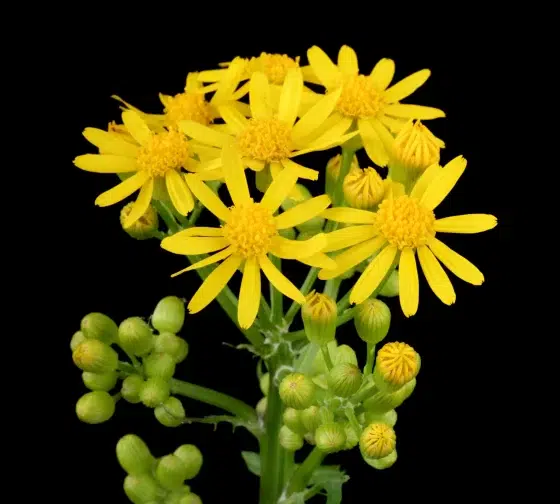 Butterweed (Packera glabella) one of the yellow flowered weeds