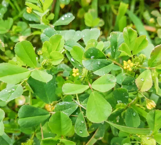 California Burclover (Medicago polymorpha)