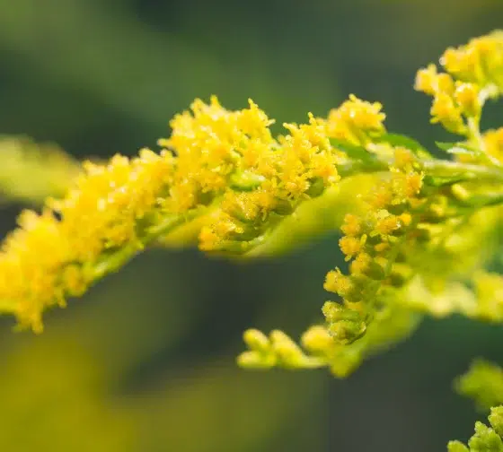 Canada Goldenrod (Solidago canadensis)