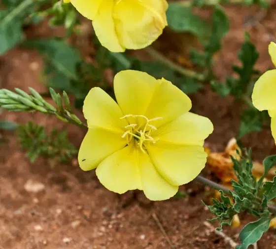 Common Evening Primrose (Oenothera biennis) one of the colorful yellow flowed weeds