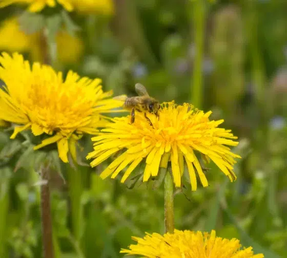 Common Dandelion (Taraxacum officinale)