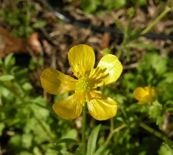 Creeping Buttercup (Ranunculus repens)