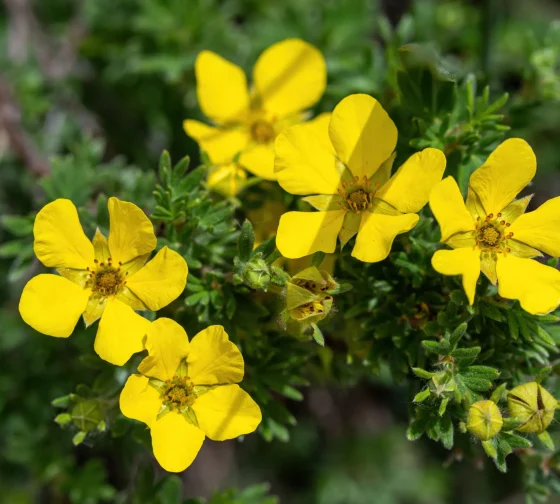 Creeping Cinquefoil (Potentilla reptans)