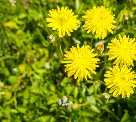 Flatweed (Hypochaeris radicata)