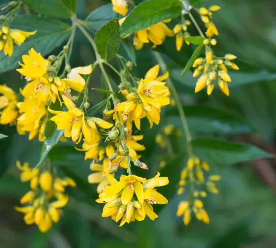Garden Loosestrife (Lysimachia vulgaris)
