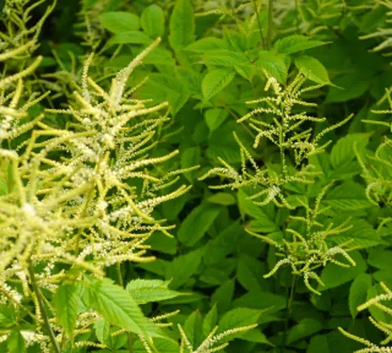 Goat's Beard (Aruncus dioicus)