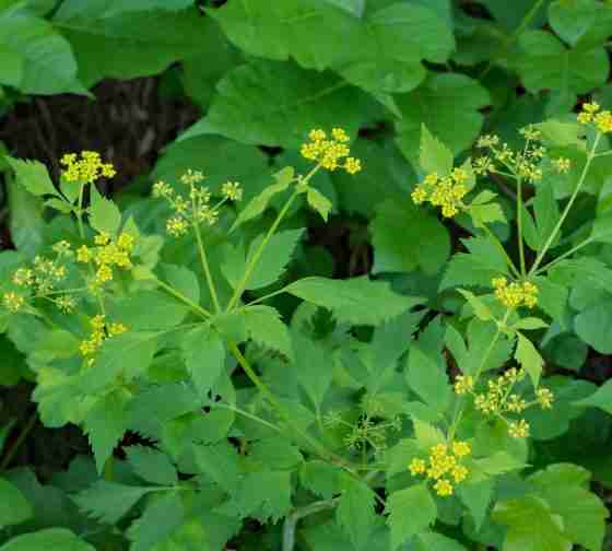 Golden Alexanders (Zizia aurea)