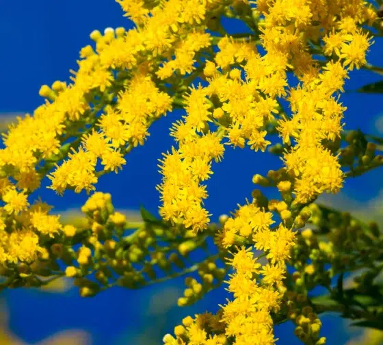 Goldenrod (Solidago)