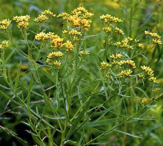 Grass-leaved Goldenrod (Euthamia graminifolia)