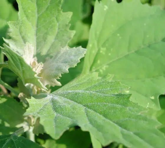 Lamb's Quarters (Chenopodium album)