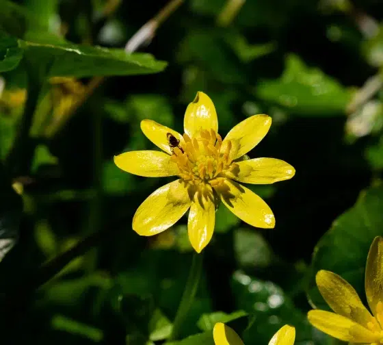Lesser Celandine (Ficaria verna)