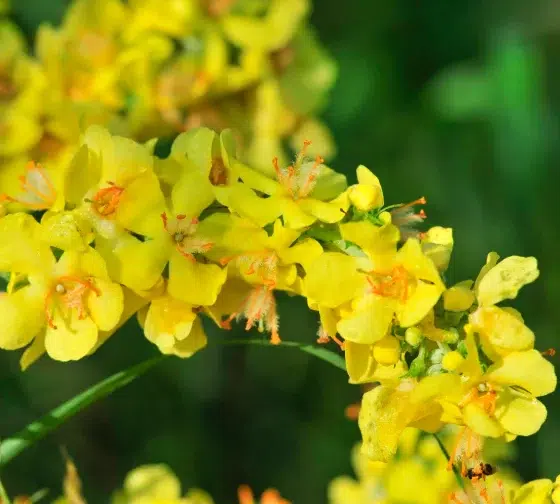Mullein (Verbascum)