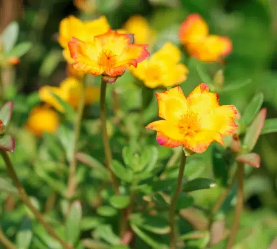 Purslane (Portulaca oleracea)