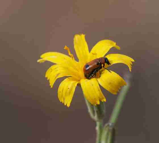 Skeleton Weed (Chondrilla juncea)