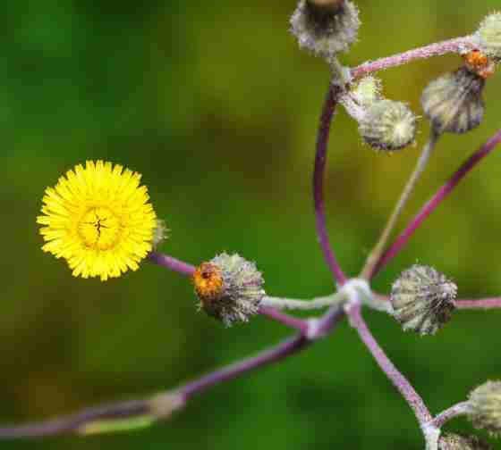 Sow Thistle (Sonchus arvensis)