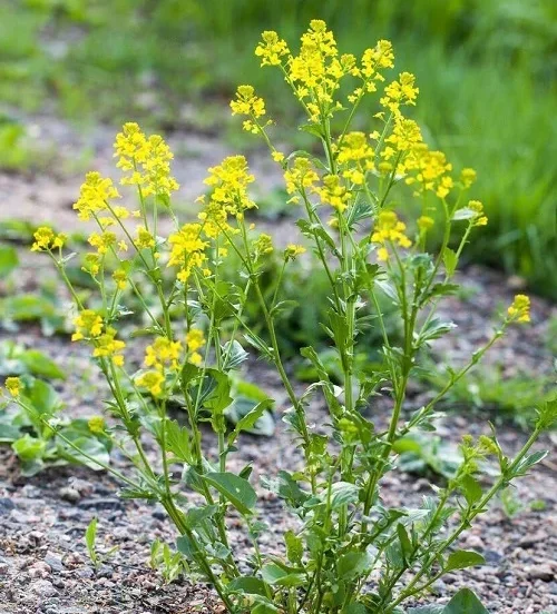 Wintercress