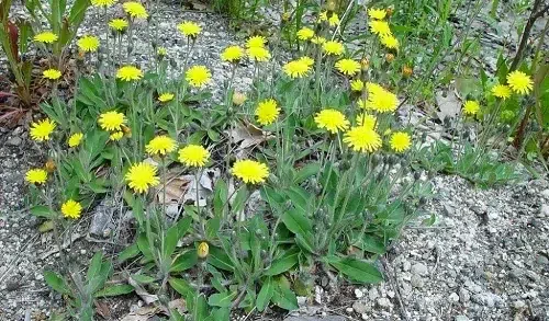Yellow Hawkweed, one of the yellow flowered weeds