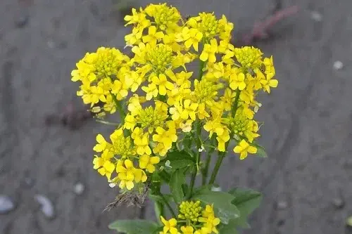 Yellow Rocket, one of the yellow flowered weeds.