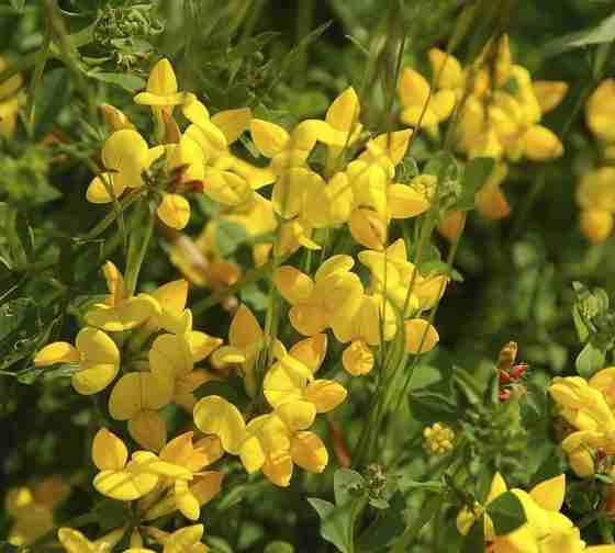Bird's Foot Trefoil (Lotus corniculatus)