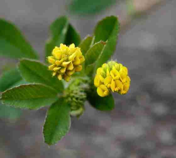 Black Medic (Medicago lupulina)