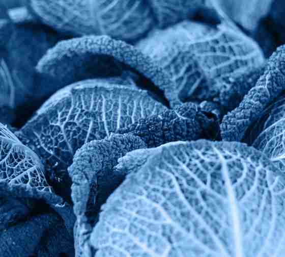 blue cabbage is one of the blue vegetables