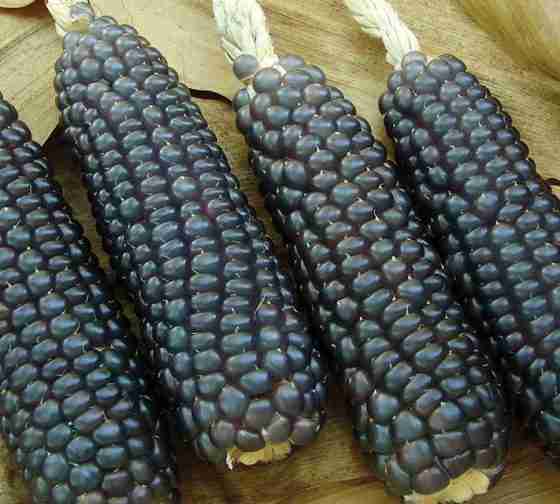 blue corn another one of the 15 blue vegetables to grow at home