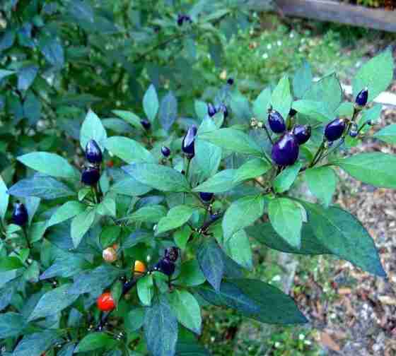 Filius Blue Pepper