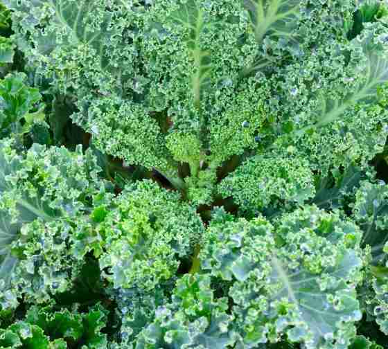 Vates Blue Curled Scotch Kale