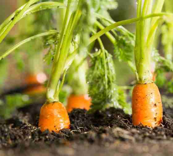 carrots are one of the hibachi vegetables