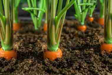 how to grow carrots