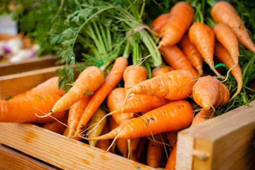 carrot growth stages