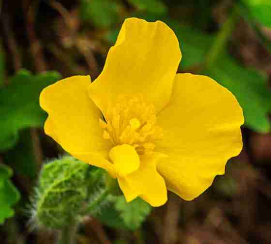 Celandine Poppy (Stylophorum diphyllum)