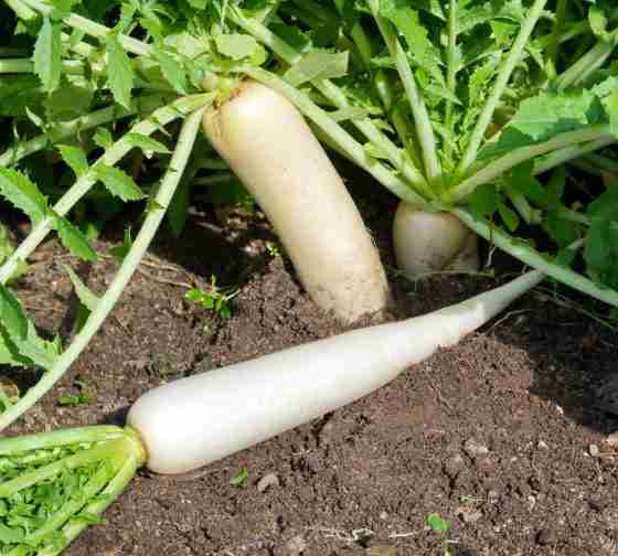 daikon radishes ready for harvest
