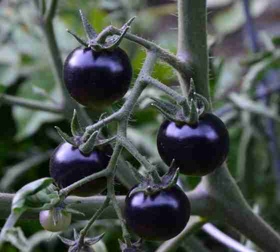 Fahrenheit Blue Tomatoes one of the 15 blue vegetables to grow at home