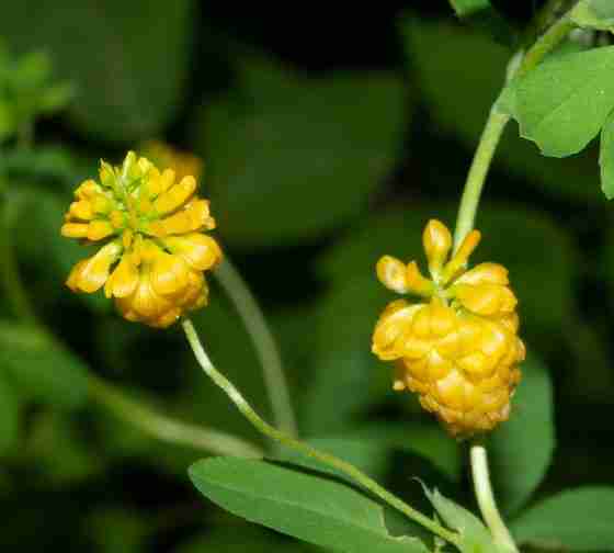 Golden Clover (Trifolium aureum) one of the bright yellow flowered weeds