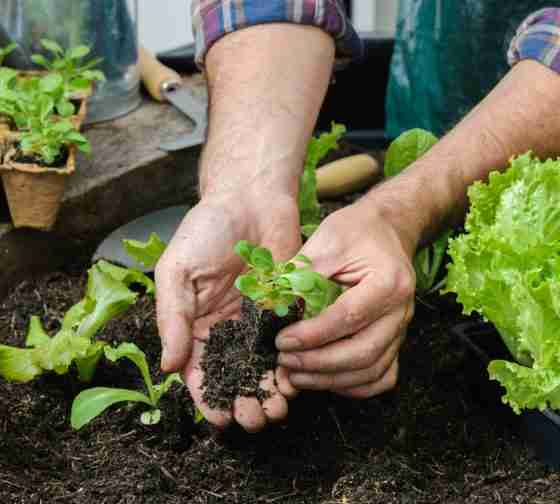 home garden of hibachi vegetables