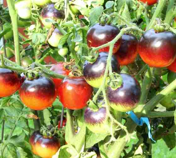 Indigo Ruby Tomatoes one of the 15 blue vegetables