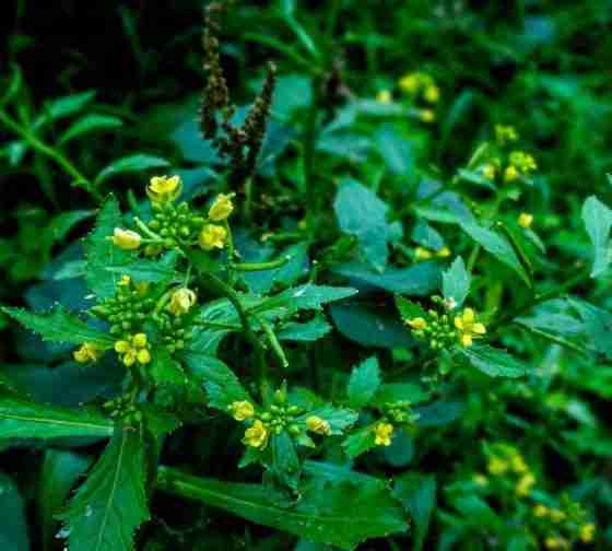 Marsh Yellowcress (Rorippa palustris)