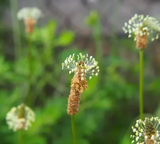 narrow leaf plantain