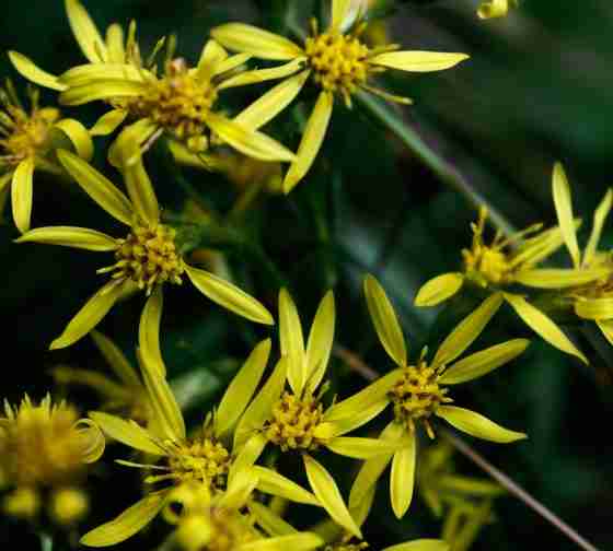 Ragwort (Jacobaea vulgaris) one of the yellow flowered weeds