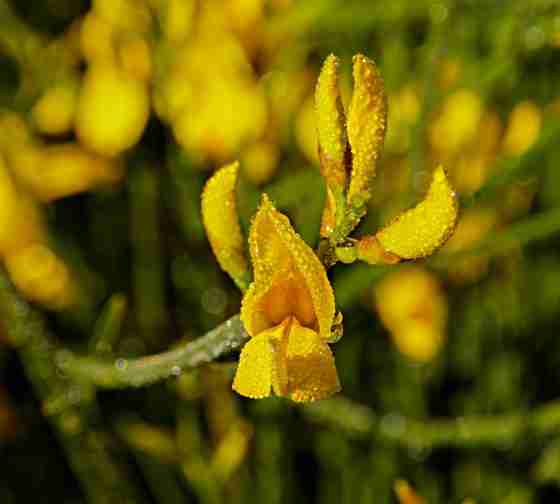 Spanish Broom (Spartium junceum)
