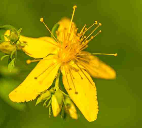 St John's Wort another of the yellow flowered weeds