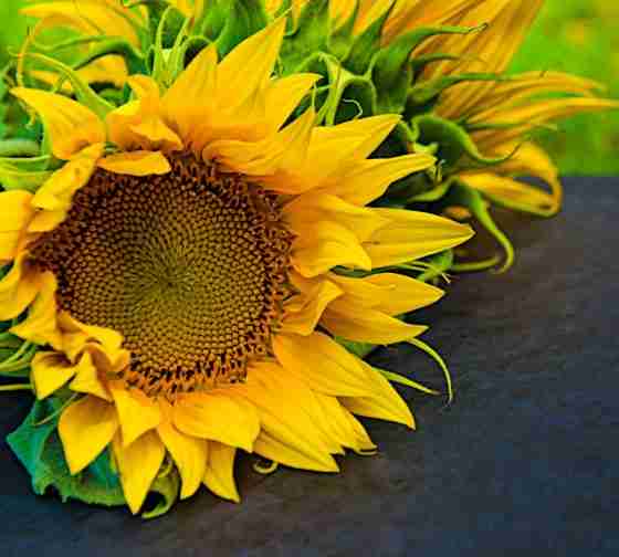 Sunflower (Helianthus annuus)