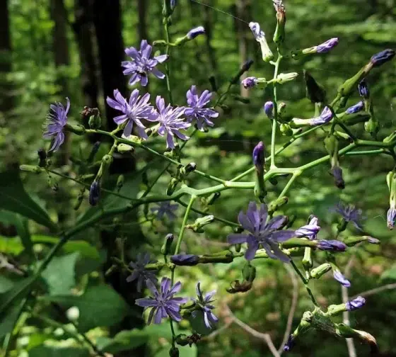 tall blue lettuce another of the blue vegetables
