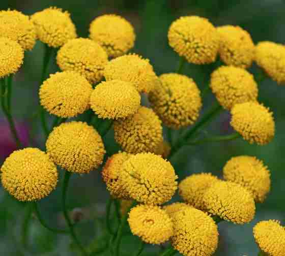 Tansy (Tanacetum vulgare)
