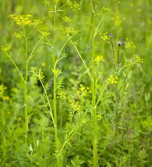 Wild Parsnip