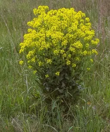 Wild Radish