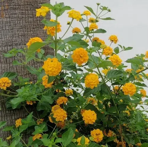Yellow Lantana, one of the yellow flowered weeds.